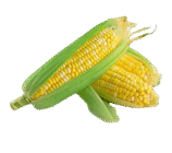 pngtree-maize-healthy-fresh-starch-png-image_3302931-removebg-preview