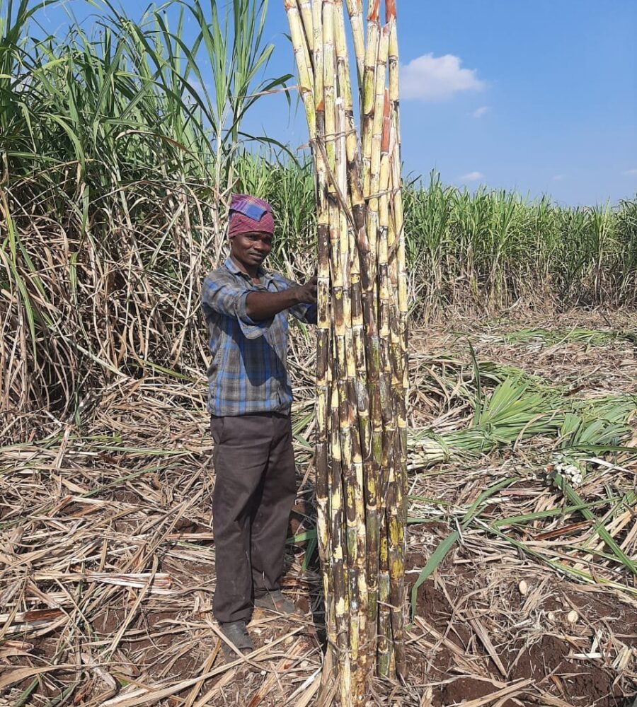 sugercane-for-juice-process-image2